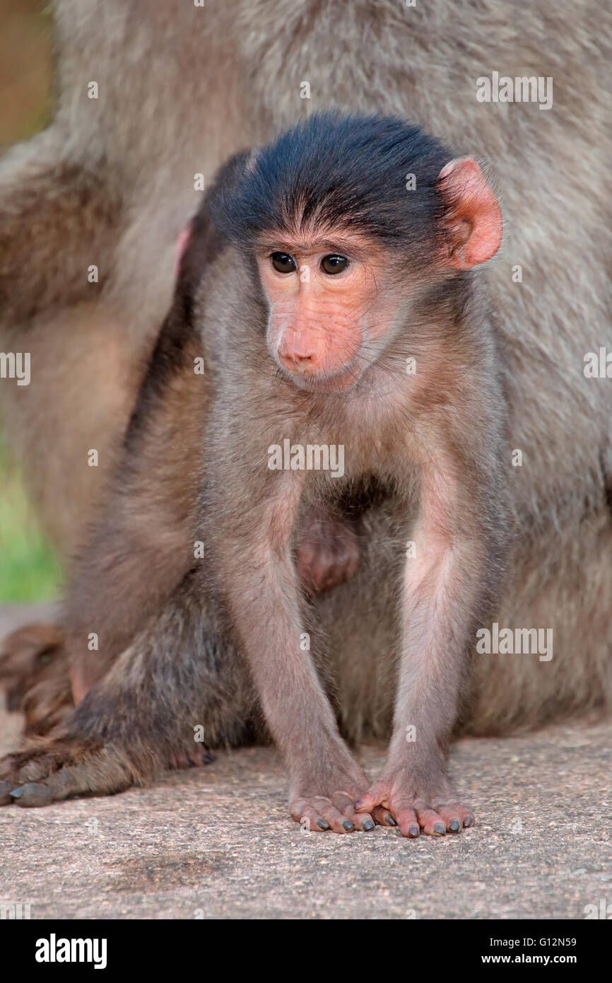Niedliche Baby Chacma Pavian (Papio Hamadryas) mit seiner Mutter, Südafrika Stockfoto