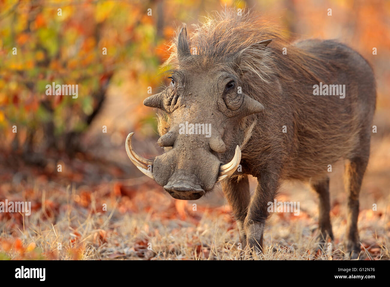 Warzenschwein (Phacochoerus Africanus) im natürlichen Lebensraum ...