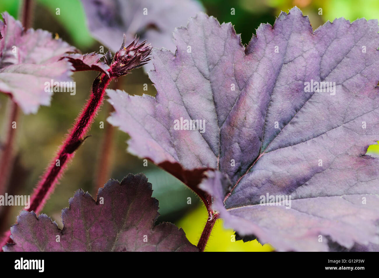 Heuchera bereift violette Fancy-Blatt Purpurglöckchen Stockfoto