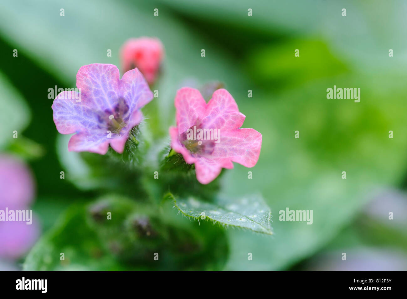 Pulmonaria rubra Lungenkraut Boraginaceae. Kleine rosa und blauen Blumen. Stockfoto