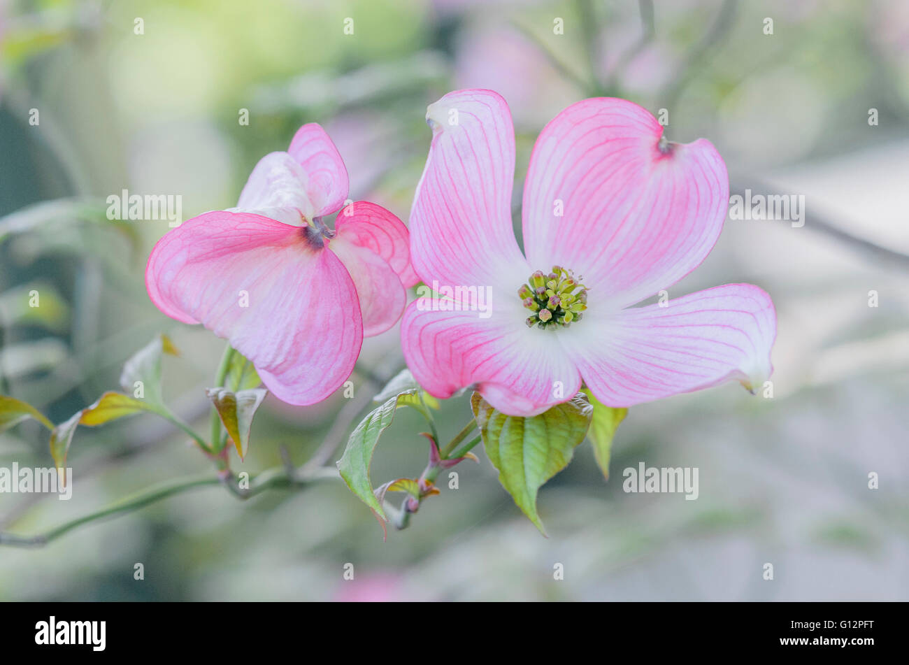 Rosa Hartriegel Blumen, Cornus spp. Ikeda japanischer Garten, Penticton, Britisch-Kolumbien, Kanada Stockfoto