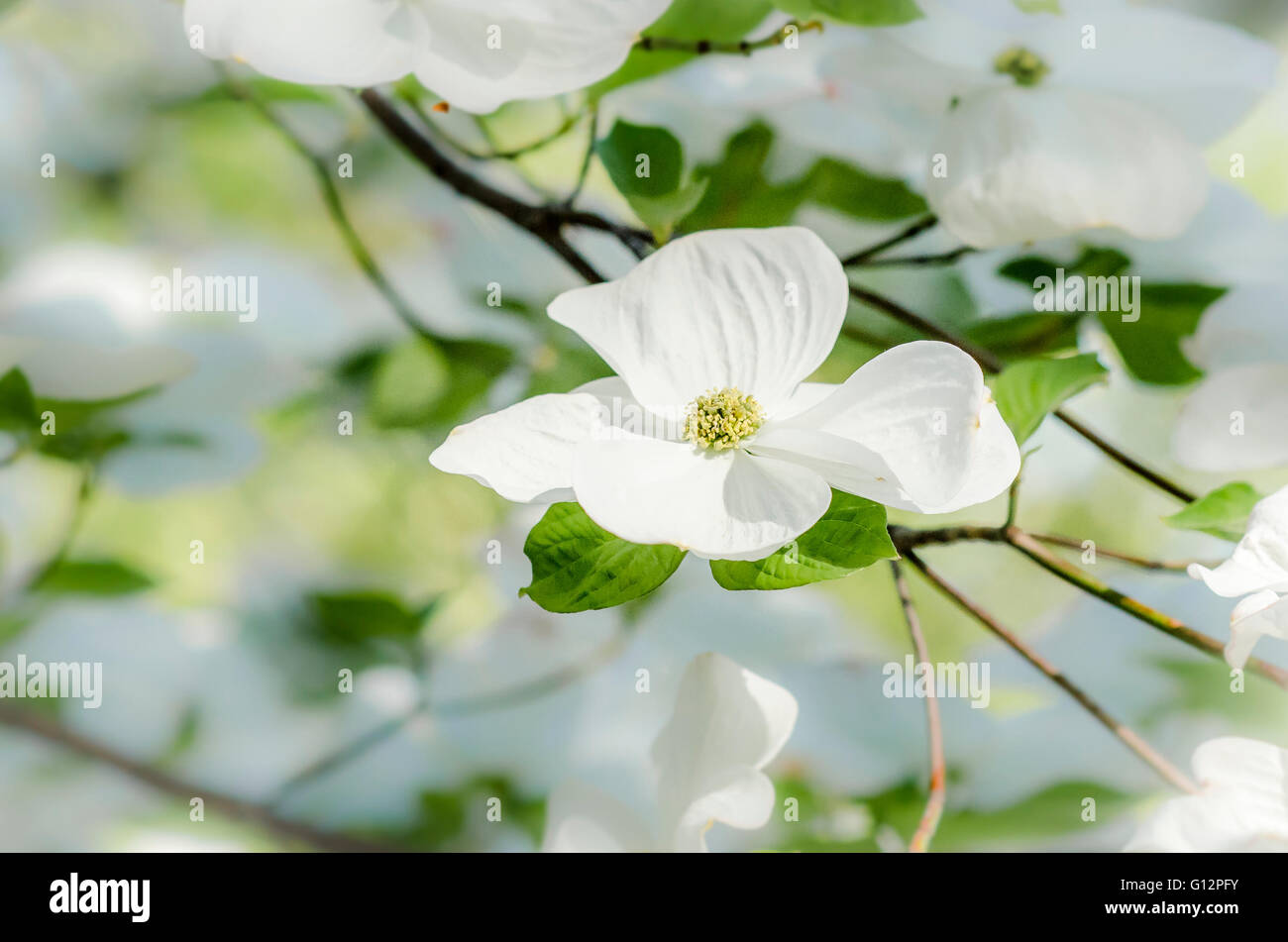 Blume auf Hartriegel Baum. Stockfoto