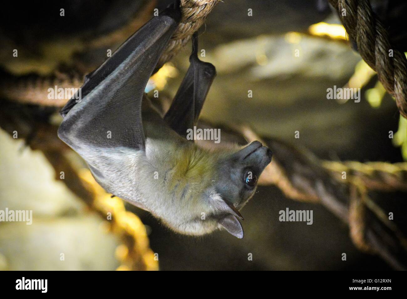 Flughund Stockfoto