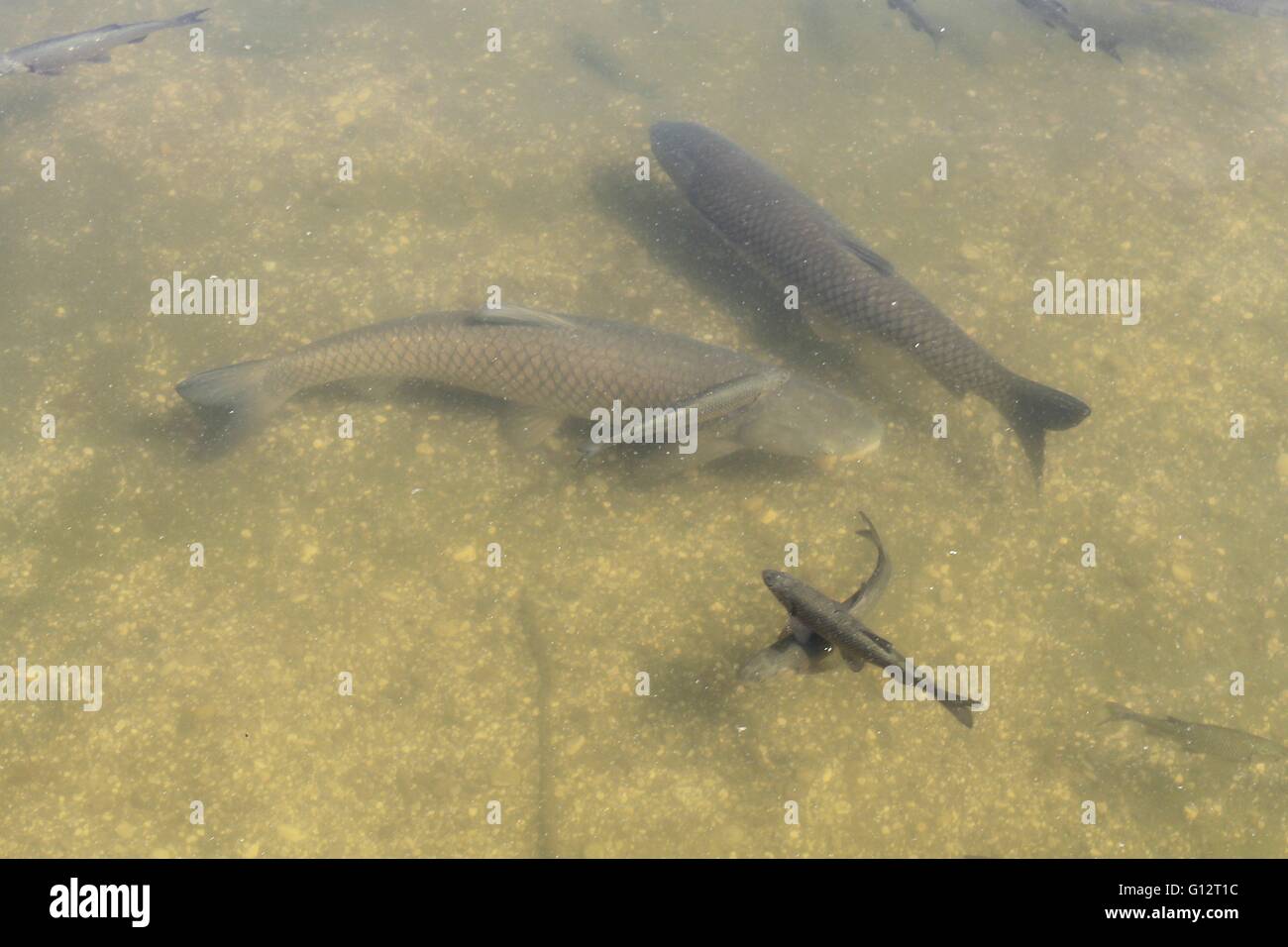 Fisch im schlamm Fotos und Bildmaterial in hoher Auflösung Alamy