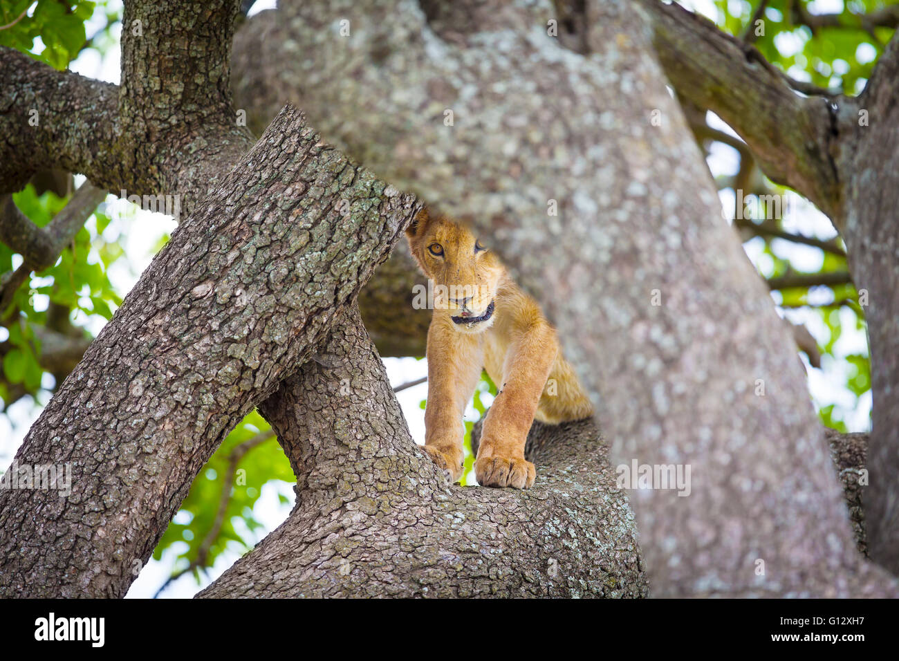Süße junge Löwenjunges spielt im Baum Stockfoto