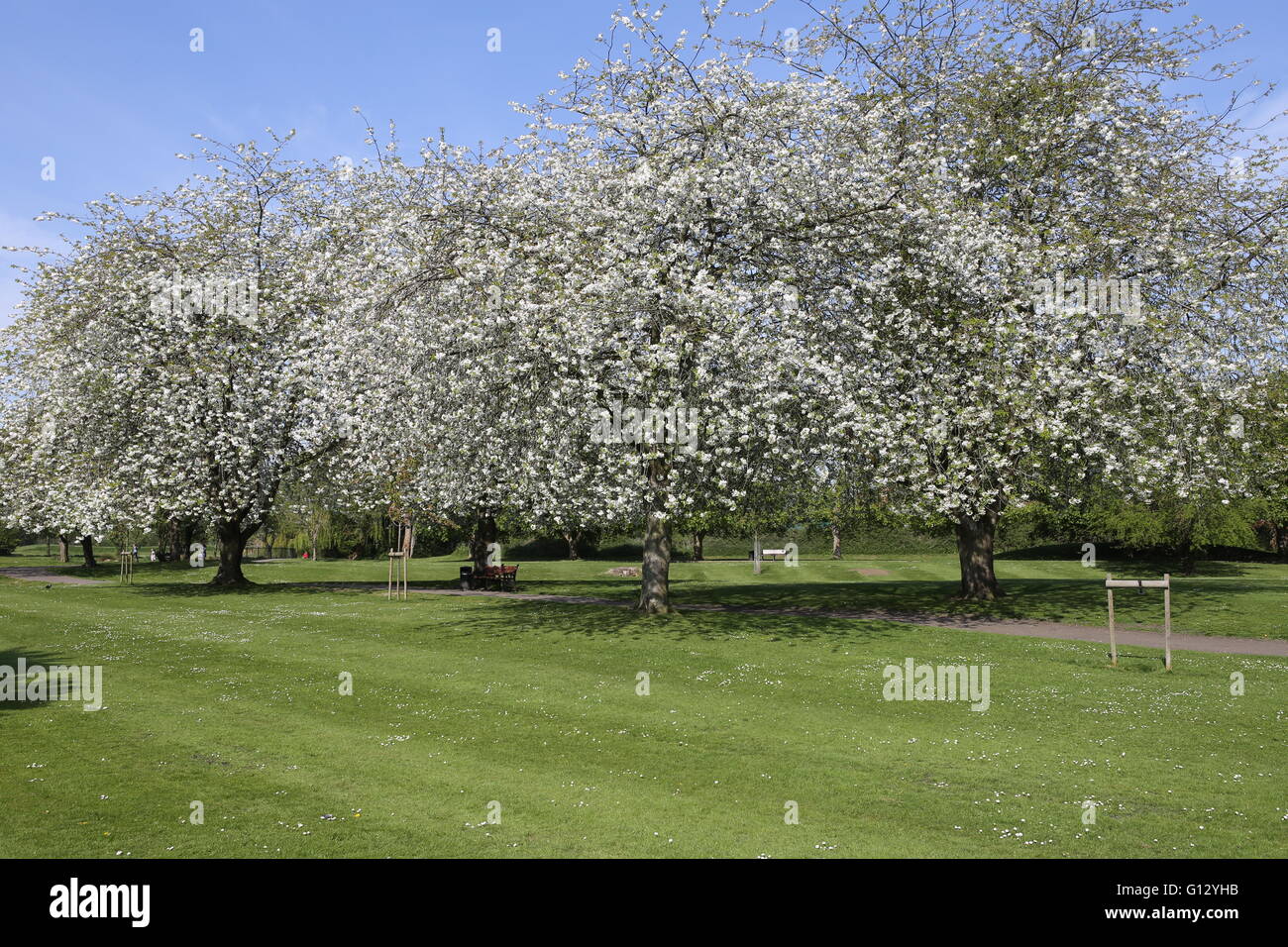 Kann blühen im Park Bourne Lincolnshire UK Stockfoto