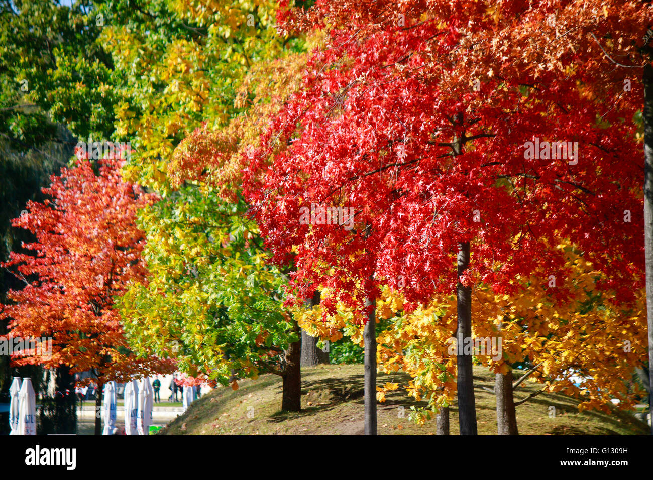 Herbstliche Baeume, Berlin. Stockfoto