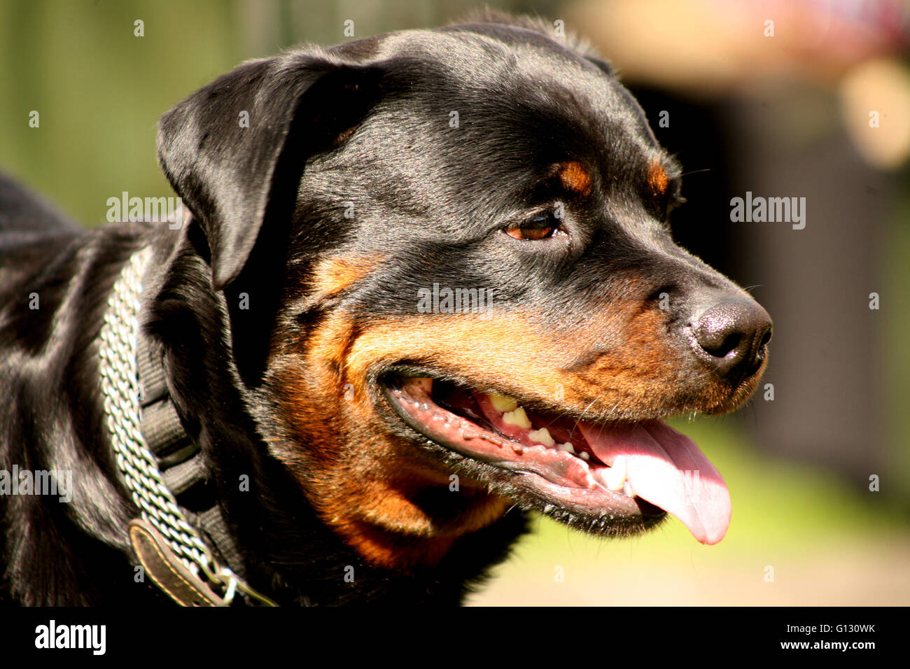 Hunde, Tierärzte, Impfungen, Hund im Sommer, Tier, niedliche Tier, liebenswert, großen Hund, großer Hunderasse, Stockfoto