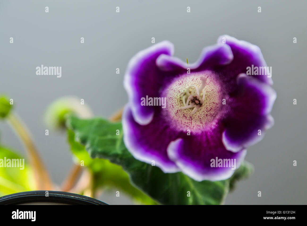 Schöne lila Blumen Gloxinia Stockfoto