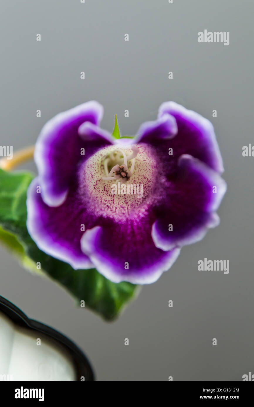 Schöne lila Blumen Gloxinia Stockfoto