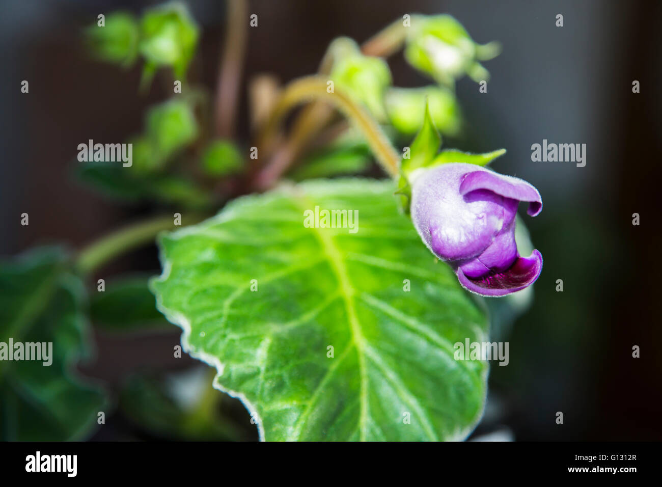 Knospe der lila Gloxinia Stockfoto