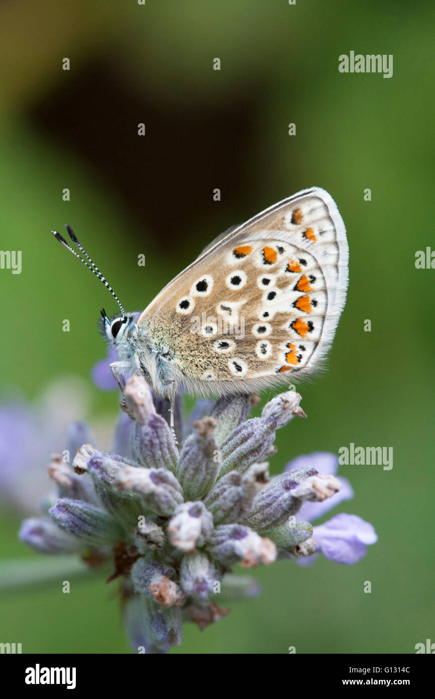 Gemeinsame blaue Schmetterling Polyommatus Icarus alleinstehende Erwachsene ernähren sich von Lavendel Blumen Essex, UK Stockfoto