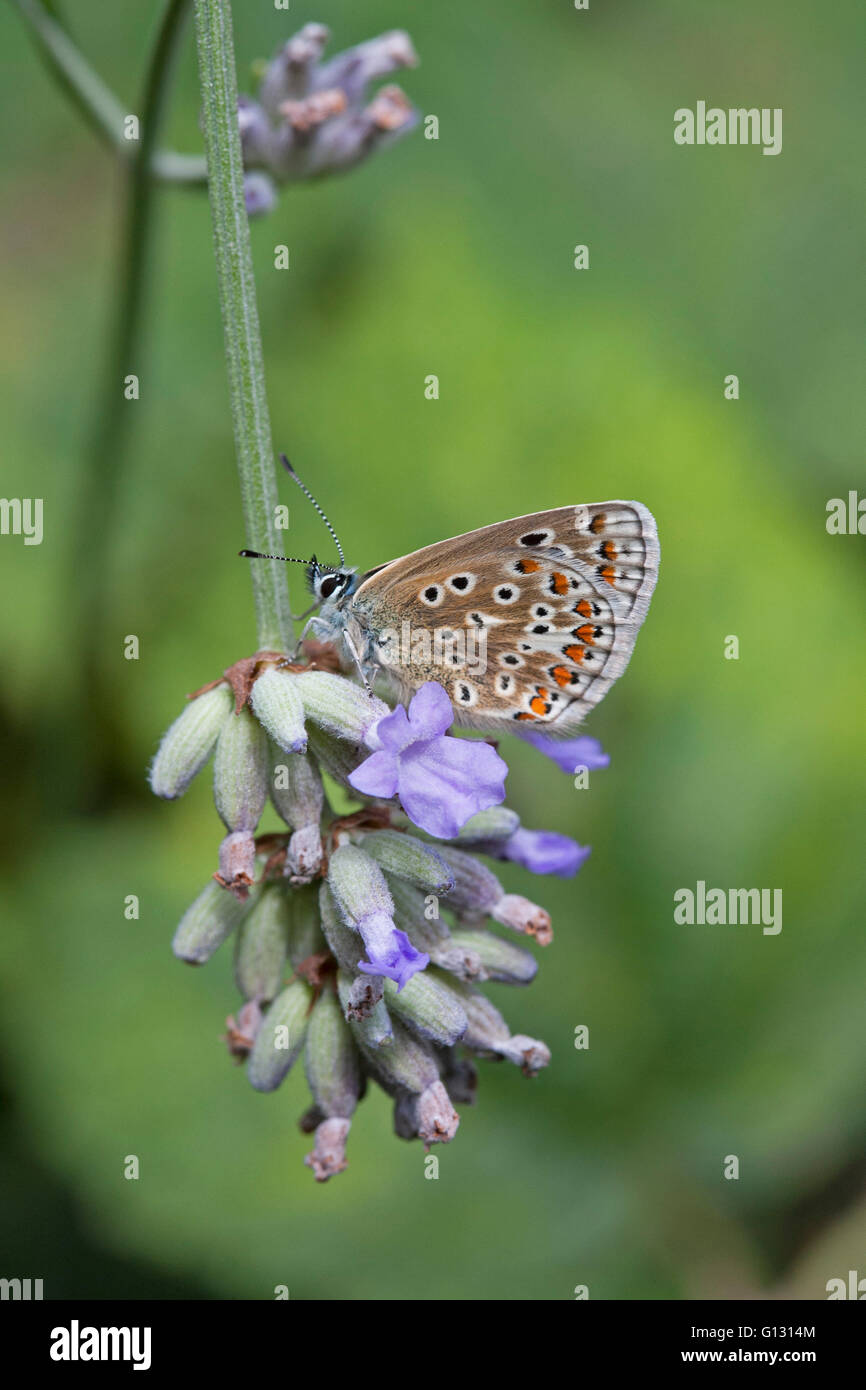 Gemeinsame blaue Schmetterling Polyommatus Icarus alleinstehende Erwachsene ernähren sich von Lavendel Blumen Essex, UK Stockfoto