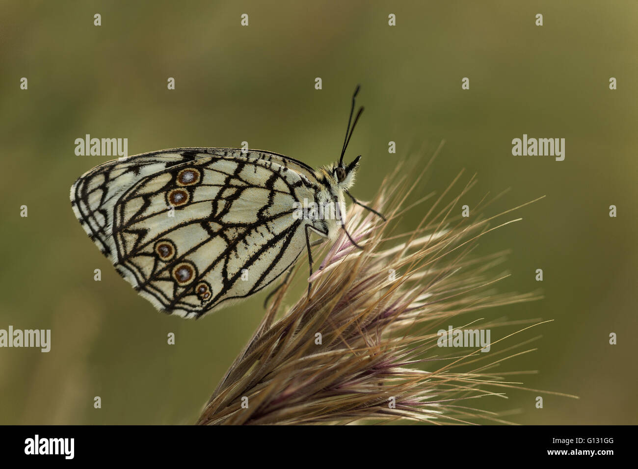 Die spanische marmoriert weiß (Melanargia Ines) thront auf einem sprunghaften Anstieg. Stockfoto