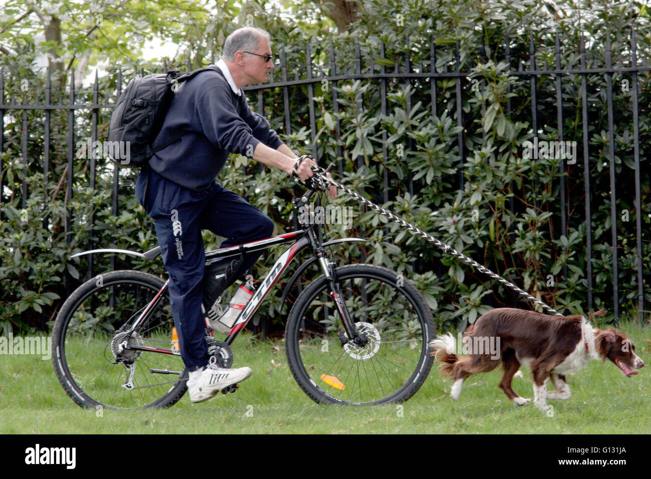 Ein Mann auf seinem Fahrrad geht seinen Hund im Richmond Park, Süd-west London, Großbritannien 7. Mai 2016. Copyright Foto John Voos Stockfoto