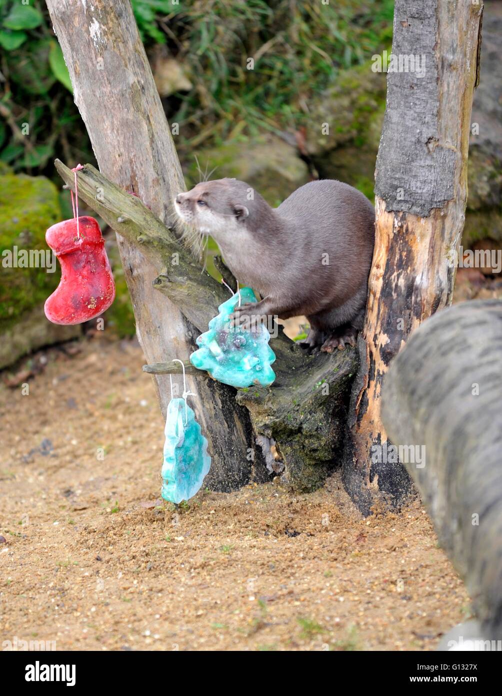 ZSL Whipsnade Zoo Tiere werden zu Weihnachten aufwachen, die eine Woche früh als Tierpfleger ihnen eine Vielzahl von festlichen geben behandelt, um sie in Weihnachtsstimmung zu bringen.         Meerkats Paul, George und Ringo werden Entsendung Briefe an den Weihnachtsmann in ihrer ganz eigenen roten Briefkasten, bevor genießen Sie hausgemachte Christmas Cracker gestopft voll mit leckeren behandelt.         Die Kattas, darunter Zwillinge Billy und Taffy, erhalten Strümpfe, gefüllt mit ihrer Lieblings-Snacks und einige ganz besondere Geschenke auszupacken, während des Zoos orientalische kleine krallte Otter und Seelöwen gesetzt werden bis Weihnachten Abendessen w behandelt werden, Stockfoto