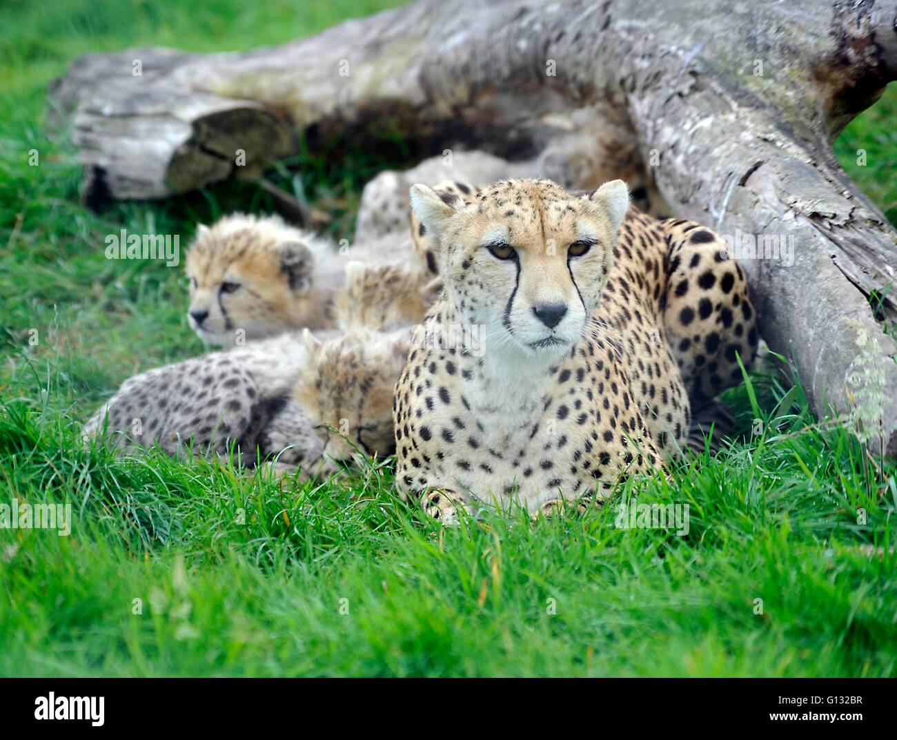 Nördliche Geparden und Jungtiere in Whipsnade zoo Stockfoto