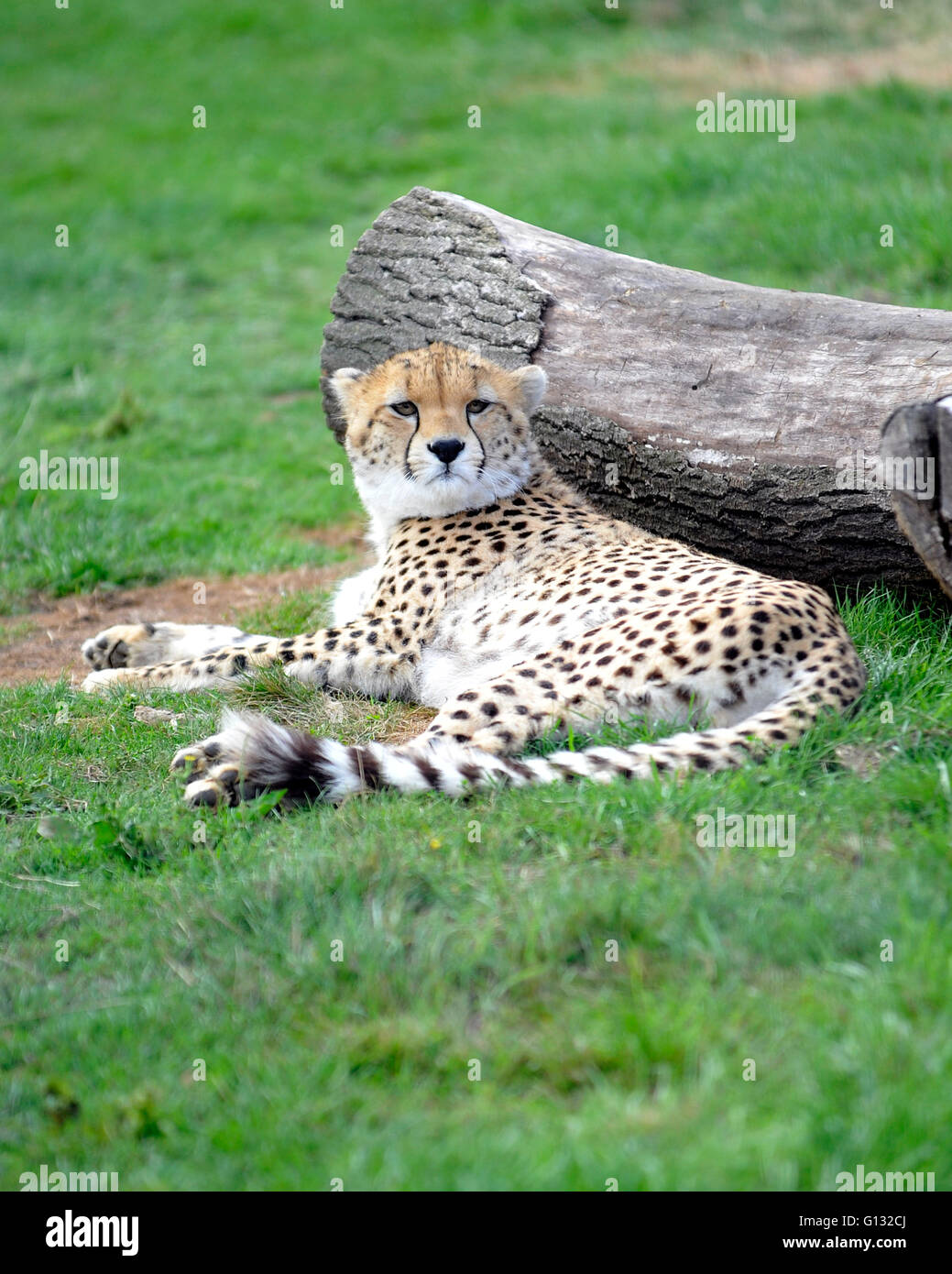 Nördliche Geparden und Jungtiere in Whipsnade zoo Stockfoto