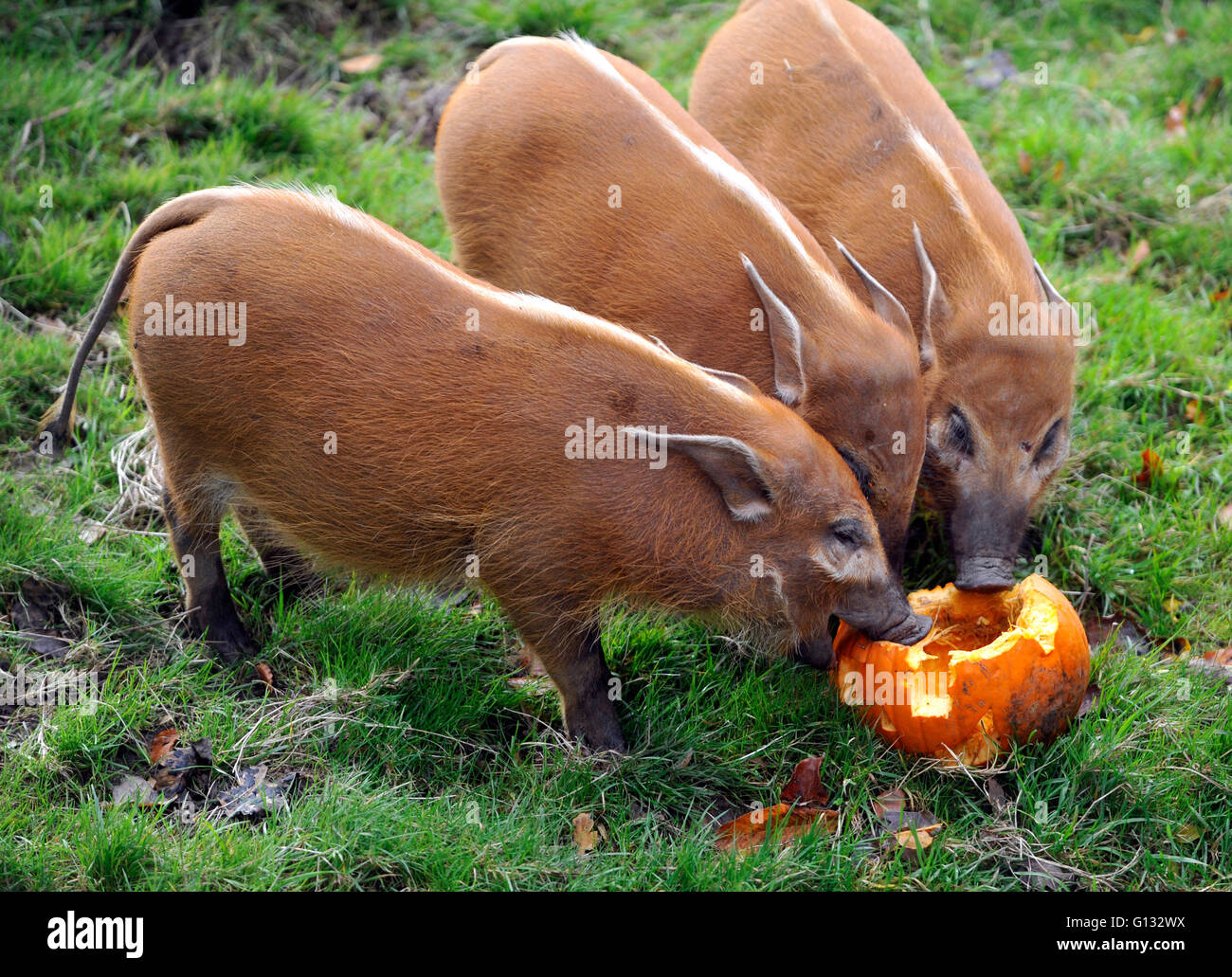 Red River Schweine am ZSL Whipsnade Zoo Essen Kürbisse Stockfoto