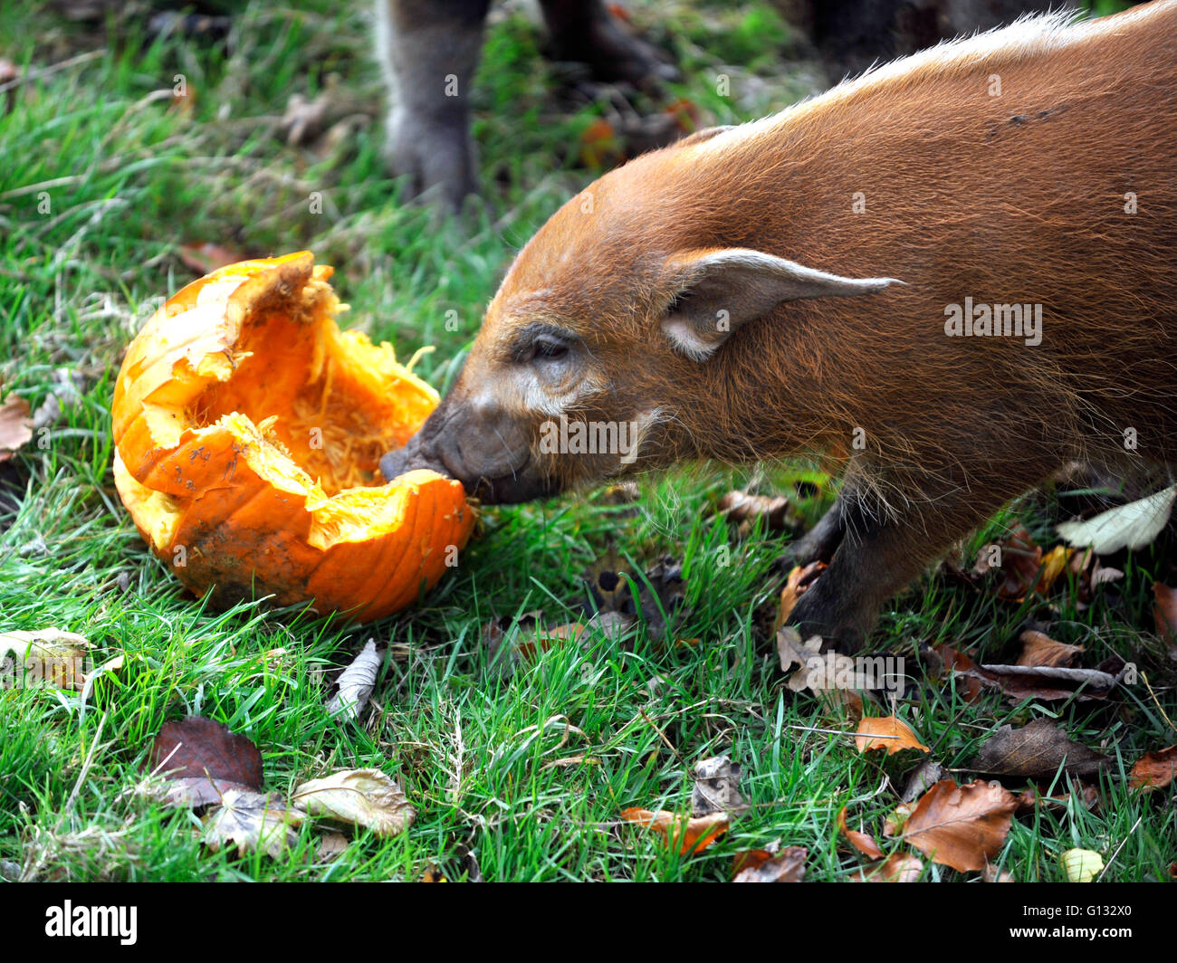 Red River Schweine am ZSL Whipsnade Zoo Essen Kürbisse Stockfoto