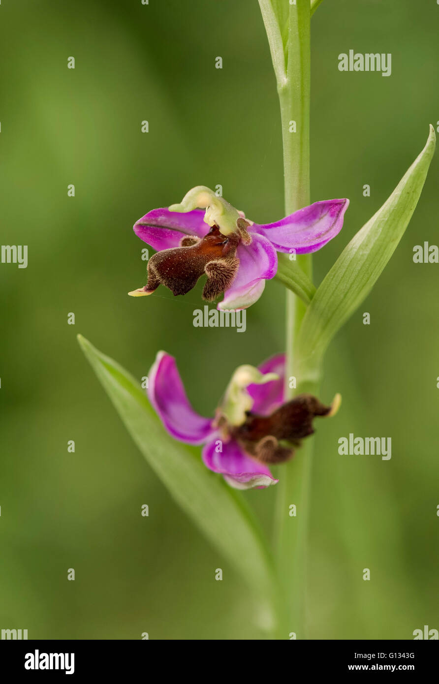 Almaraz Biene Orchidee, Ophrys Apifera Var Almaracensis, endemische wilde Orchidee, Caceres, Spanien. Stockfoto
