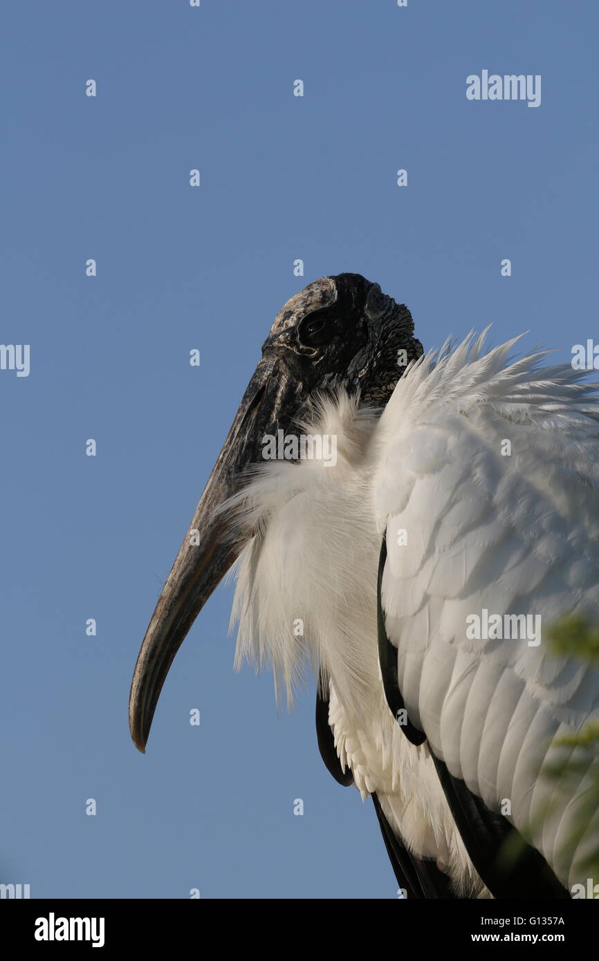 Ein Holz Storch Mycteria Americana, Everglades National Park, Florida Stockfoto