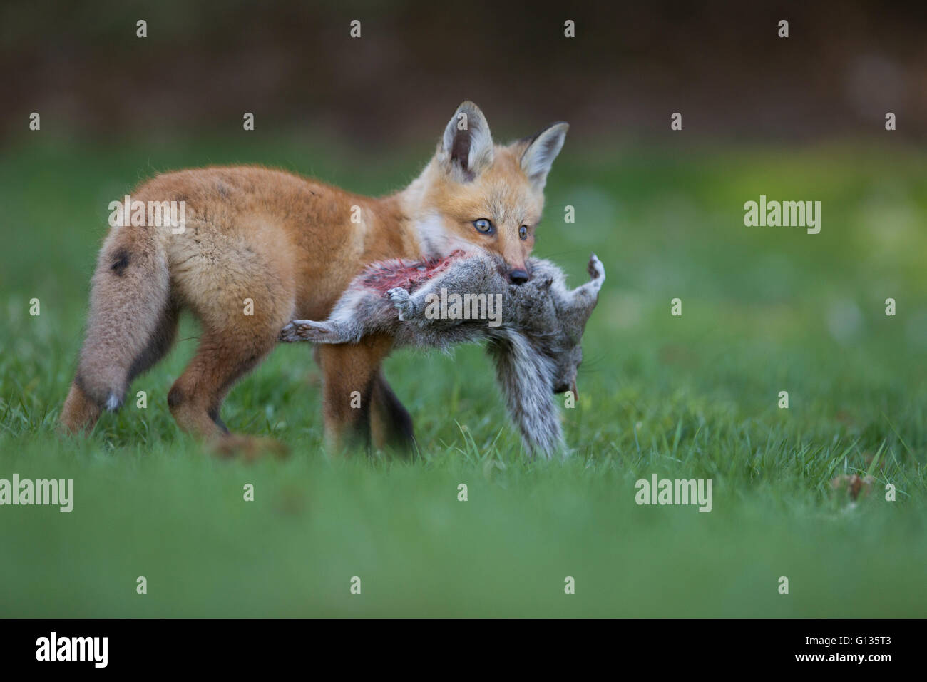 Red Fox Welpe mit Beute (Grauhörnchen) Stockfoto