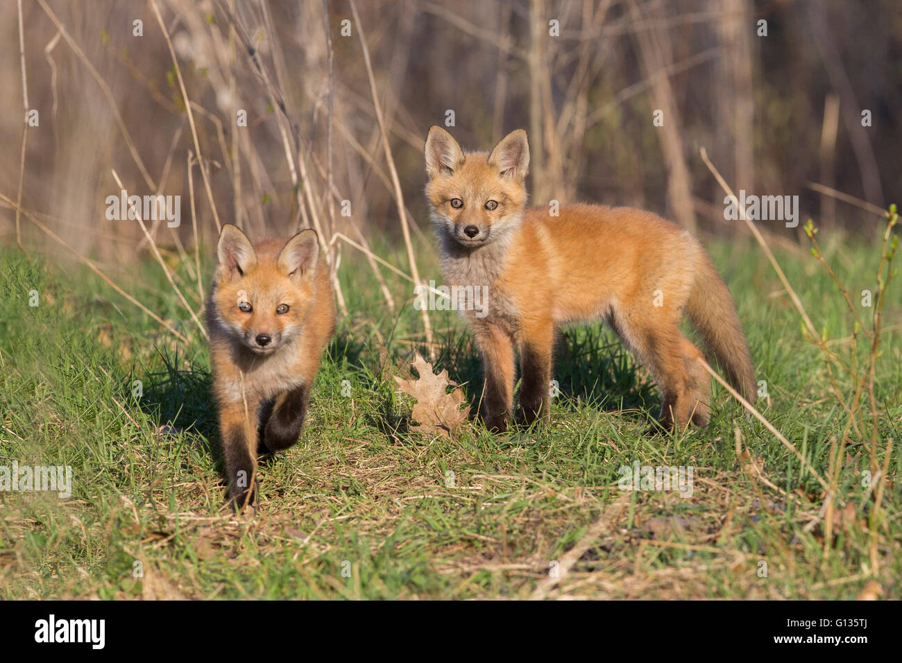Rotfuchs-Familie im Frühjahr Stockfoto