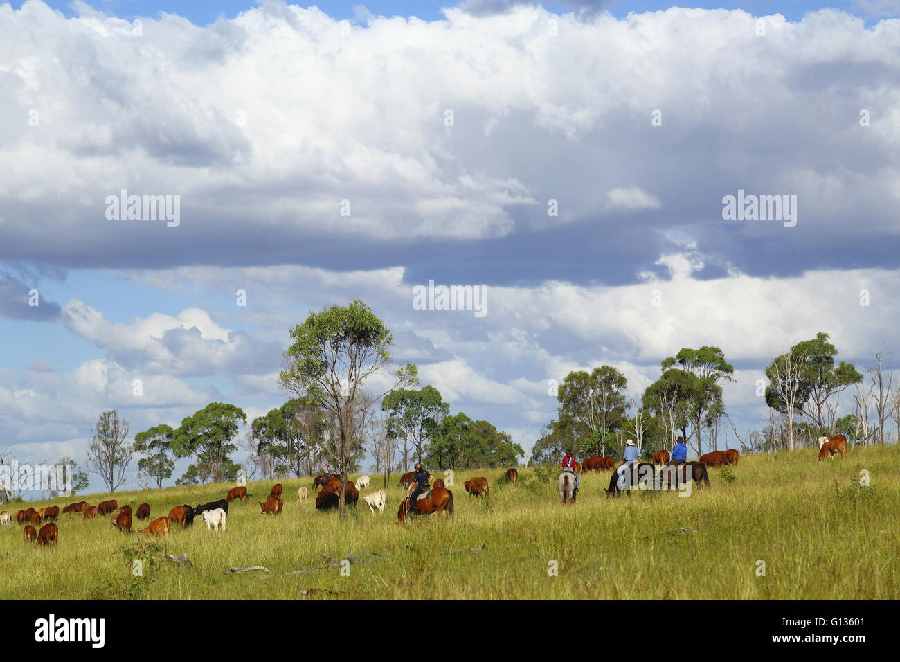 Cowboys und Cowgirls, die gerade über ein Mob von Rindern, wie sie auf einem grasbewachsenen Hang, während ein Almabtrieb in Quensland, Australien grasen Stockfoto