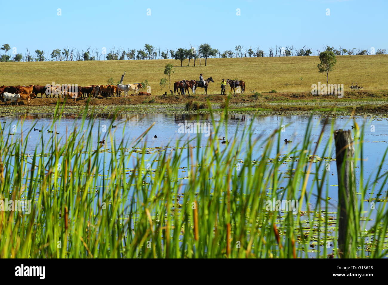 Ein großer Mob von Vieh Fuß hinter einem Damm mit zahlreichen Wasservögel auf Eidsvold Station. Stockfoto