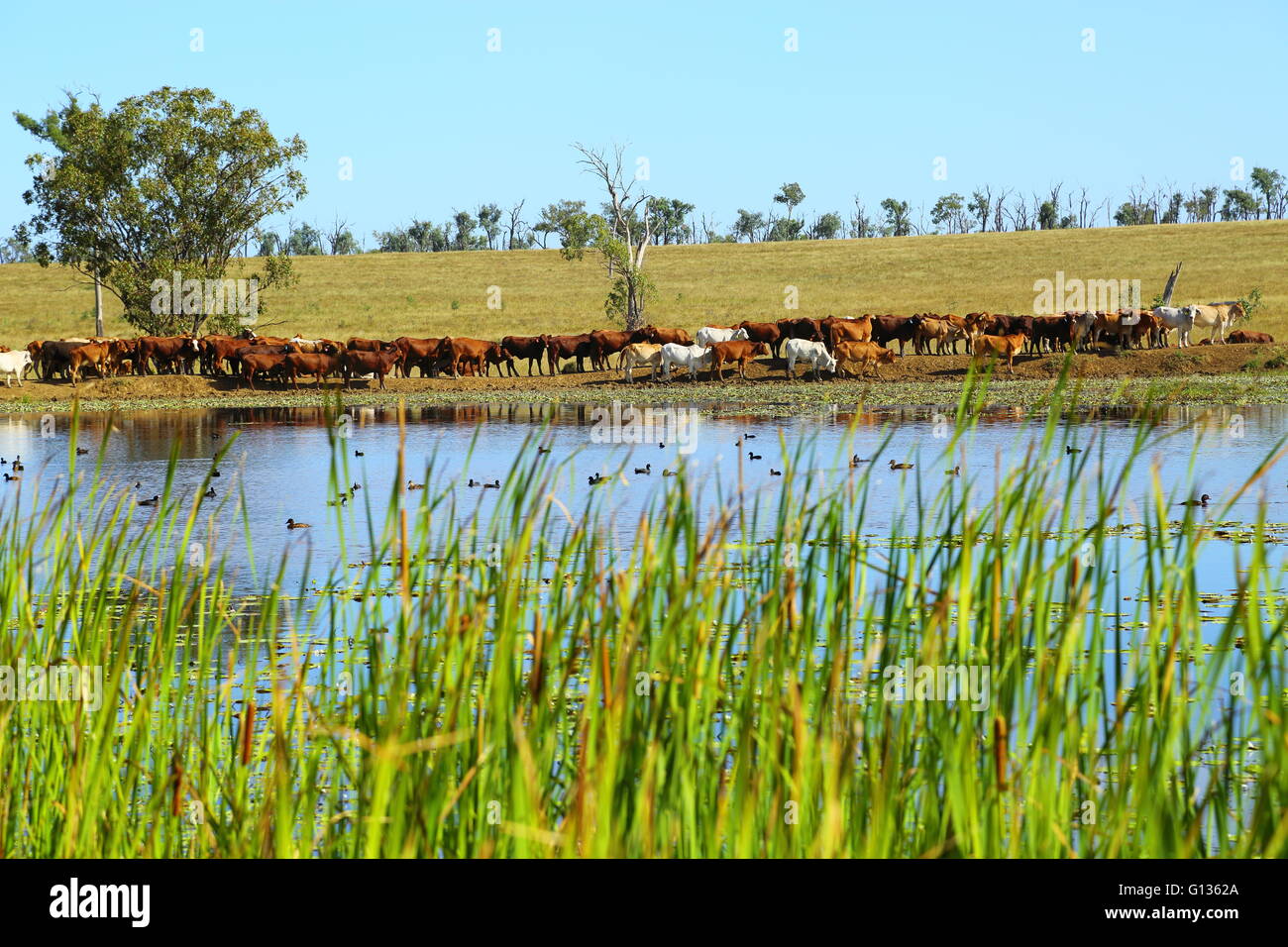 Ein großer Mob von Vieh Fuß hinter einem Damm mit zahlreichen Wasservögel auf Eidsvold Station. Stockfoto