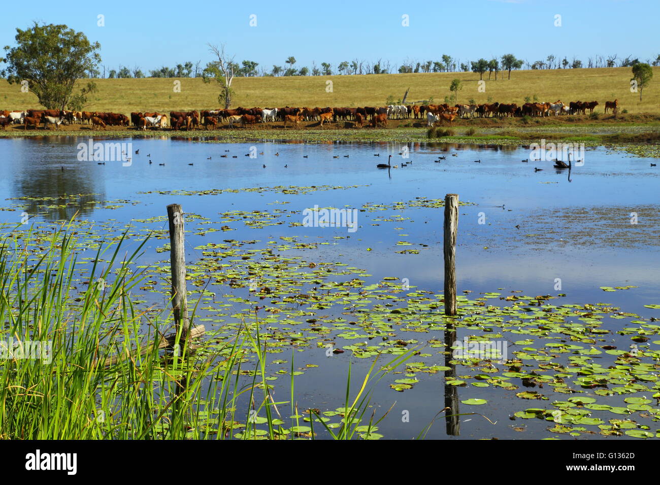 Ein großer Mob von Vieh zu Fuß hinter einem Damm auf Eidsvold Station wo gibt es zwei schwarze Schwäne und zahlreiche Wasservögel. Stockfoto