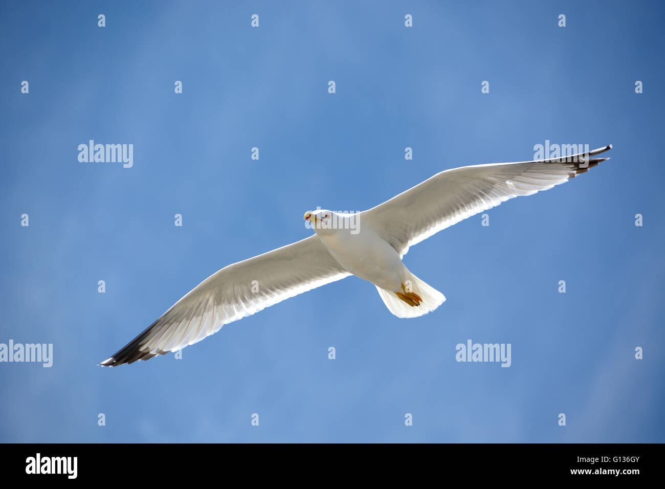 Die blau über eine gelb-legged Möve Stockfoto