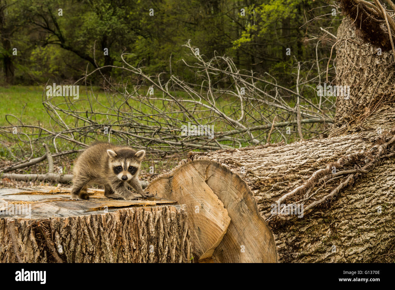 Negative Auswirkungen der Entwaldung. Ein Baby Waschbär auf der Suche nach seiner Familie nach Löschen des Waldes schneiden. Stockfoto