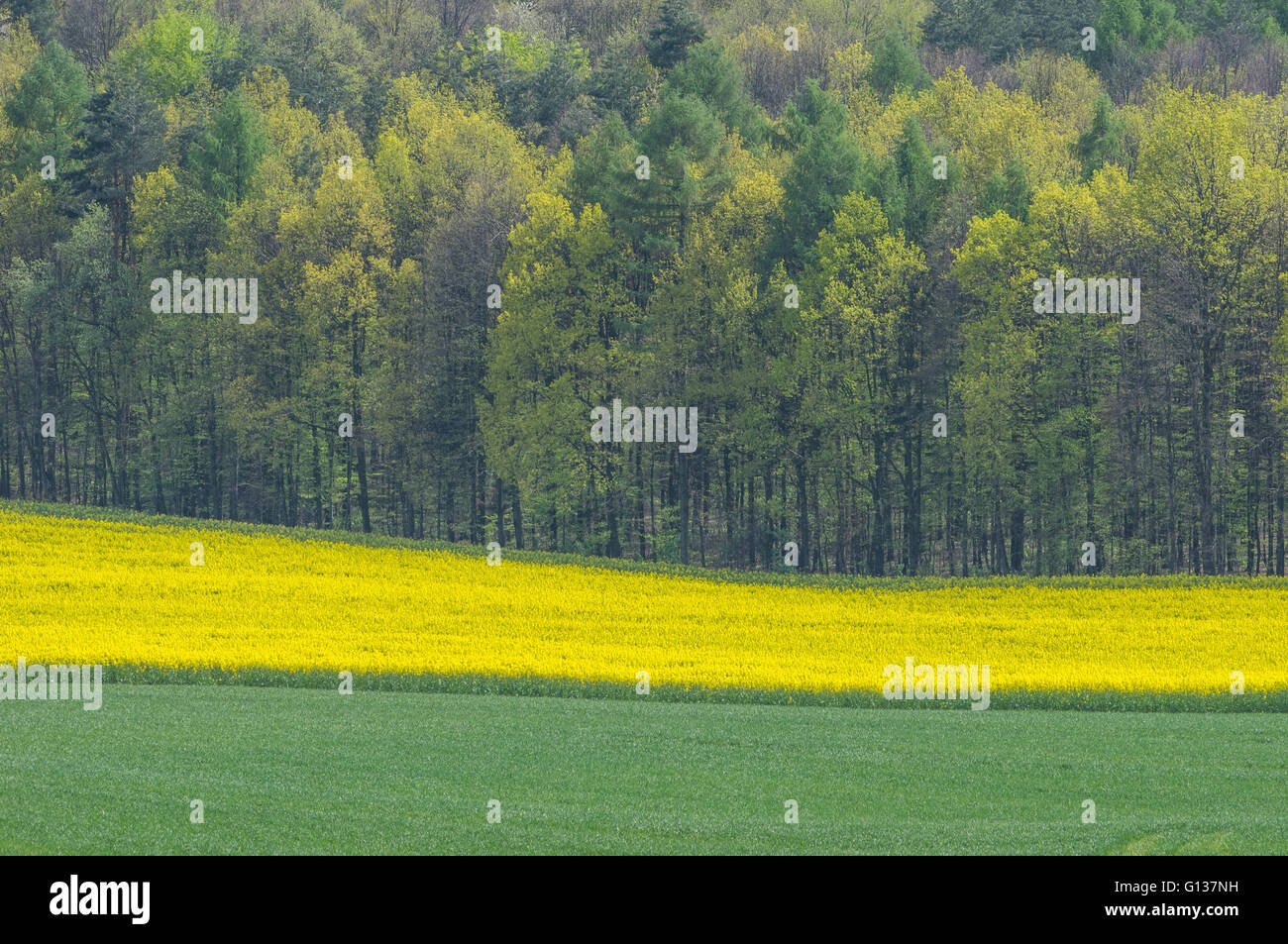 Colorful Frühling Felder Keimen und angehende Wald niedriger Schlesien Polen Stockfoto