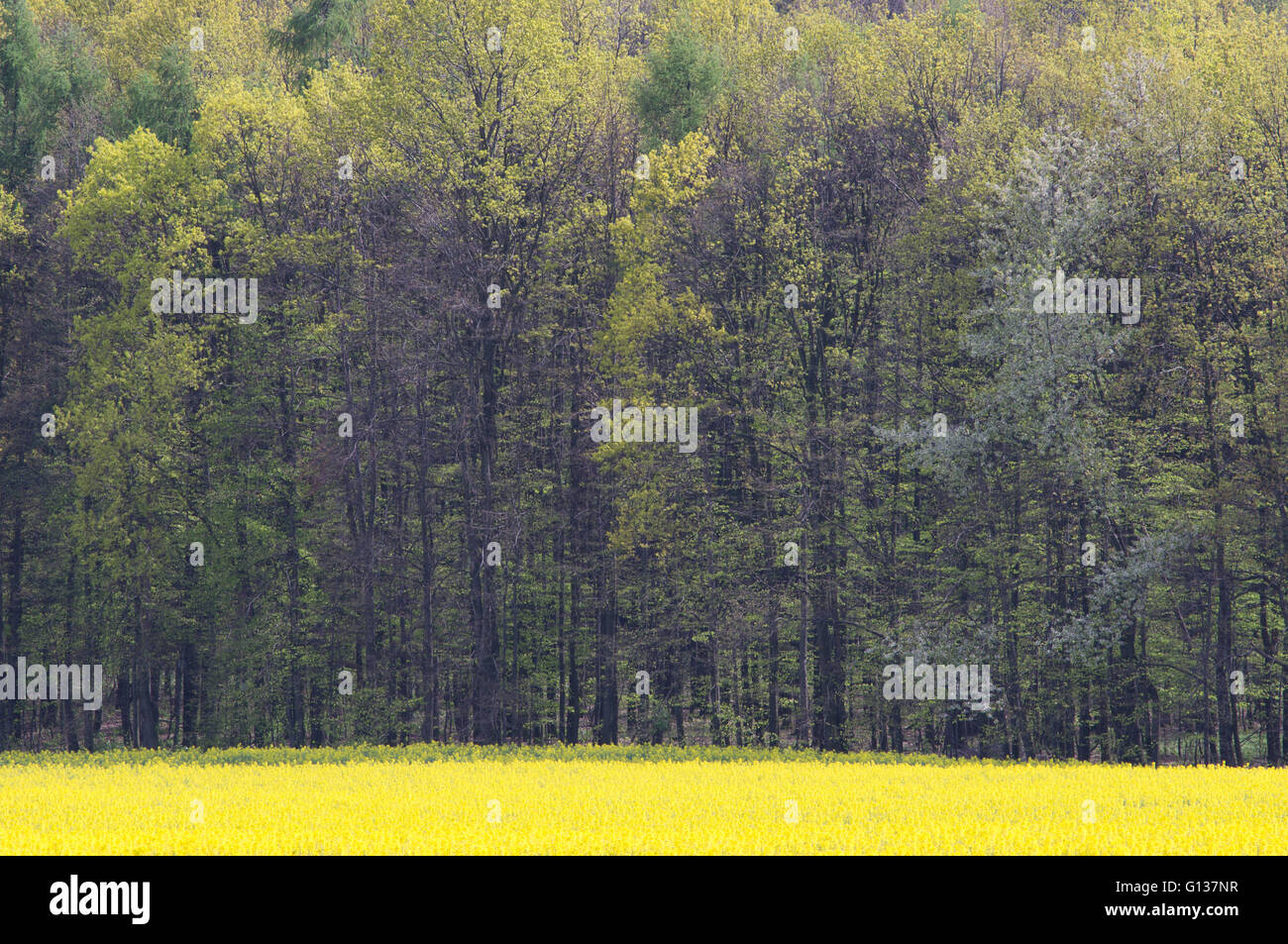 Colorful Frühling Felder Keimen und angehende Wald niedriger Schlesien Polen Stockfoto