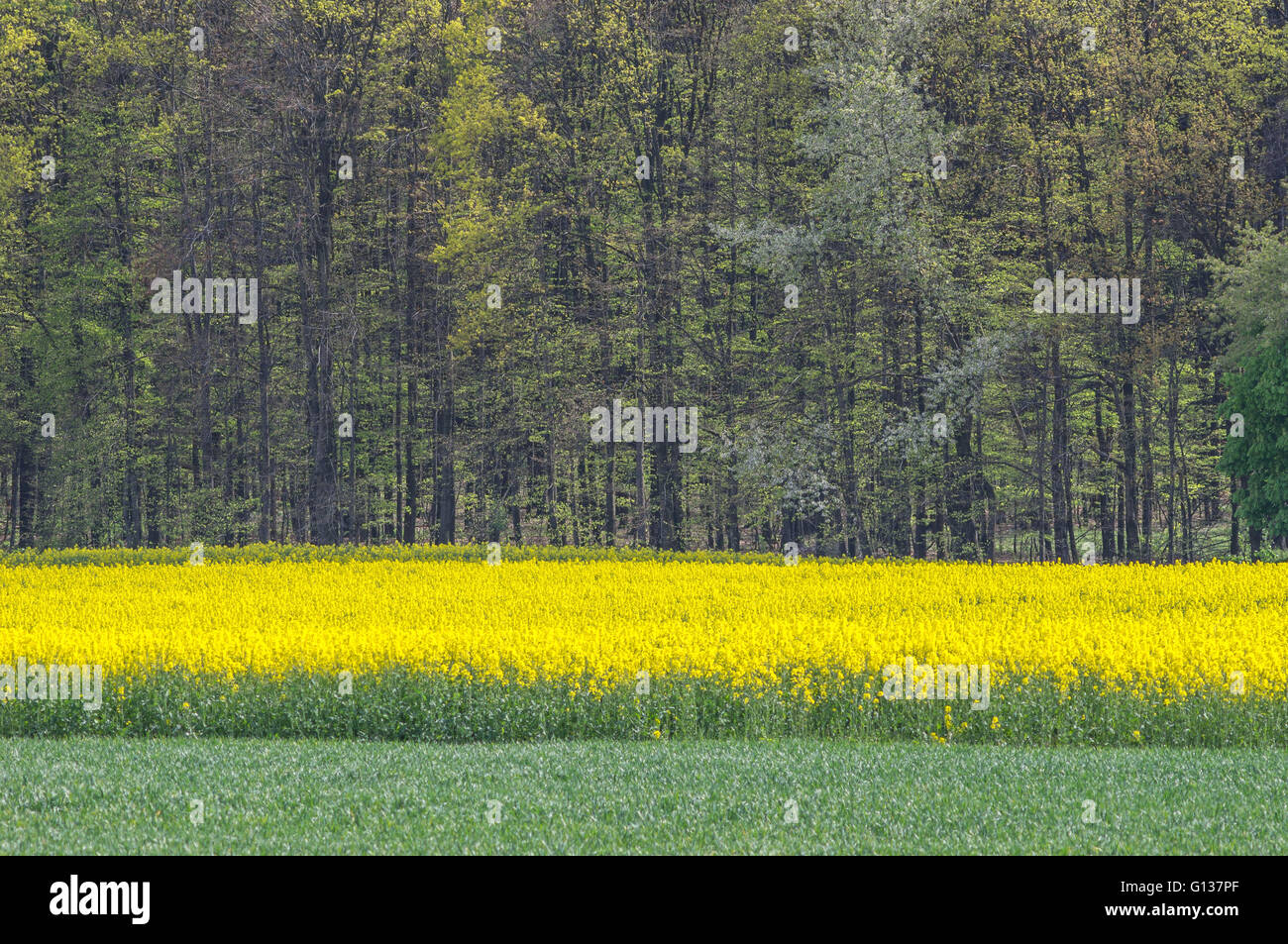 Colorful Frühling Felder Keimen und angehende Wald niedriger Schlesien Polen Stockfoto