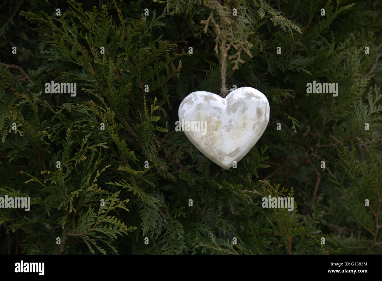 Marmorierte Love Herz in einem Kiefer-Busch, Glasgow Kelvingrove Park Glasgow,Scotland,U.K. Stockfoto