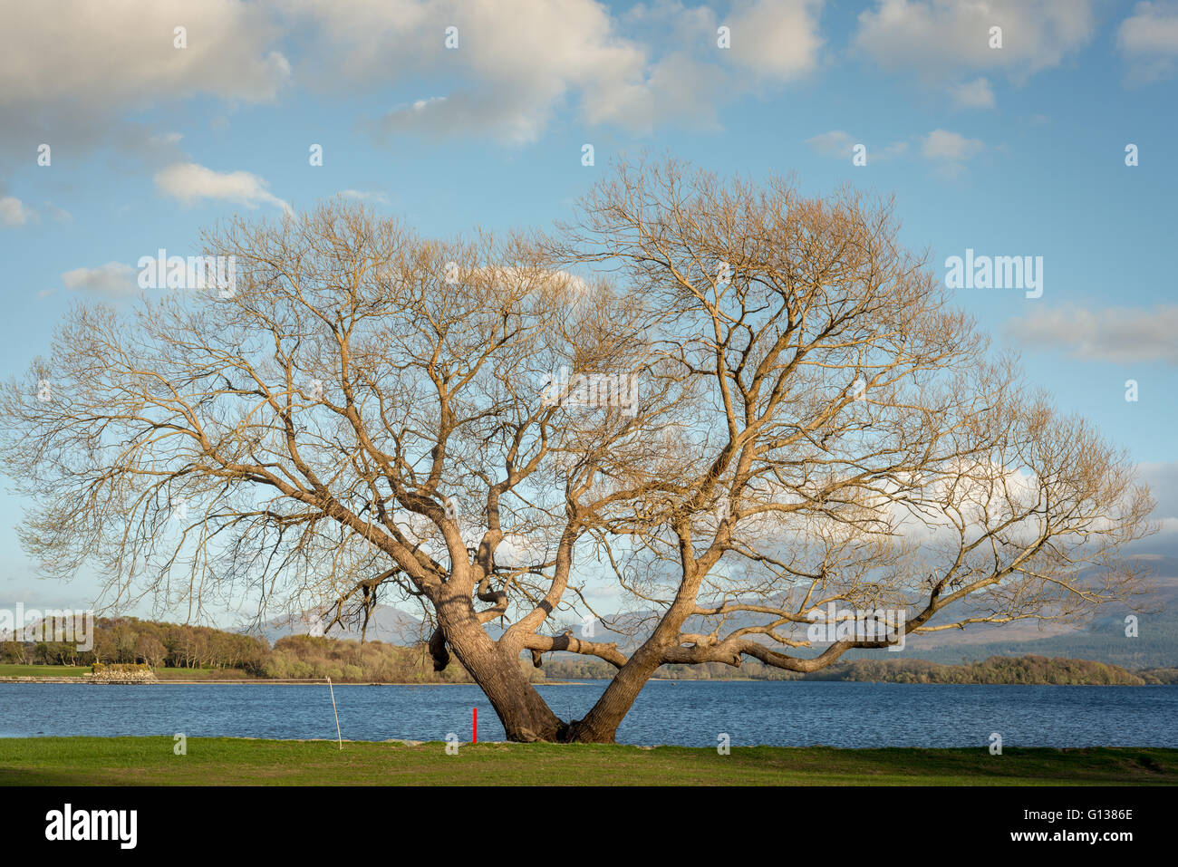 Lone Tree im Killarney National Park am Golf and Fishing Club Golfplatz am Seeufer von Lough Leane in Fossa, Killarney, County Kerry, Irland Stockfoto