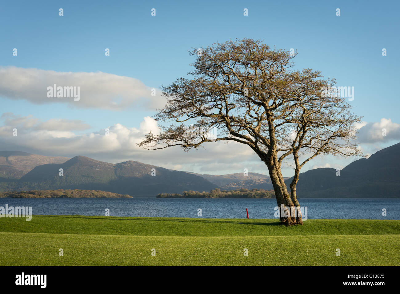 Lone Tree at Golf and Fishing Club in Fossa, Killarney National Park mit Blick auf Mangerton Mountain in der Nähe von Killarney, County Kerry, Irland Stockfoto