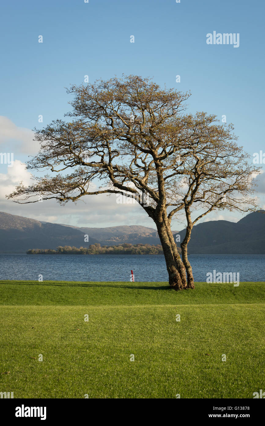 Lone Tree auf dem Golf- und Angelclub-Golfplatz am Lough Leane Lake im Killarney National Park, County Kerry, Irland Stockfoto