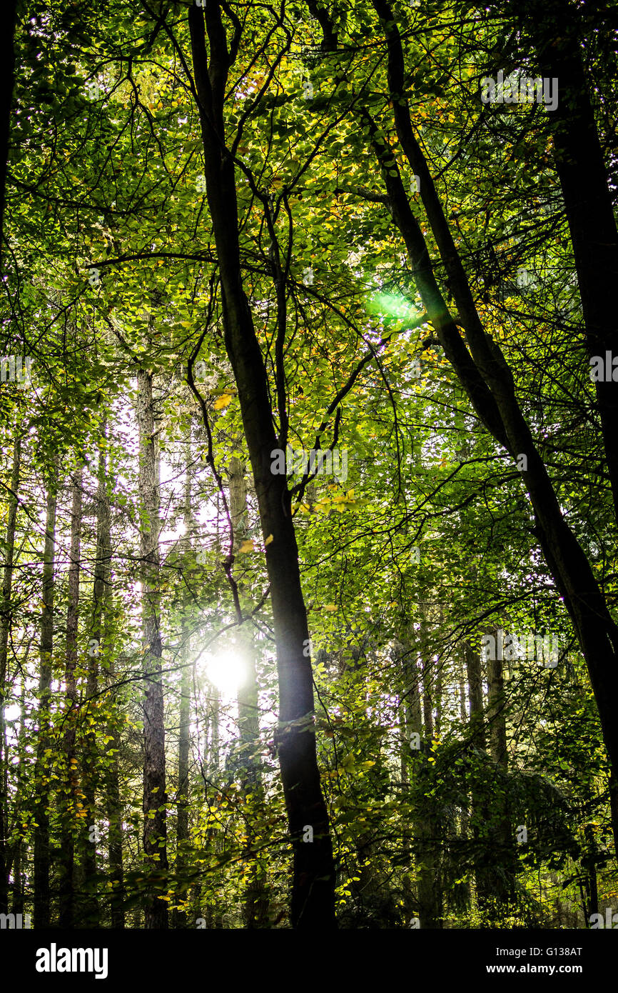 Gefleckte herbstlichen Licht durch hohe Bäume im einsamen Wald Stockfoto