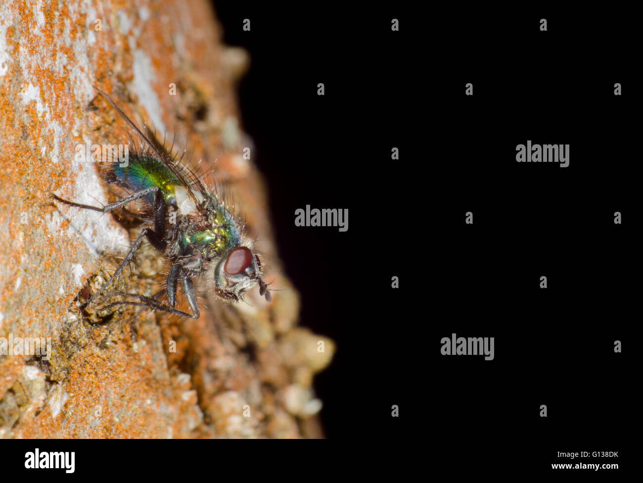 Makroaufnahme einer Schlag-Fliege auf einem Baum Stockfoto