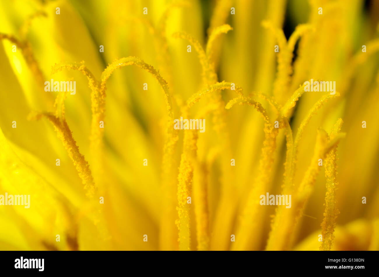 Makroaufnahme von Pollen stammt von einer Blume Löwenzahn Stockfoto