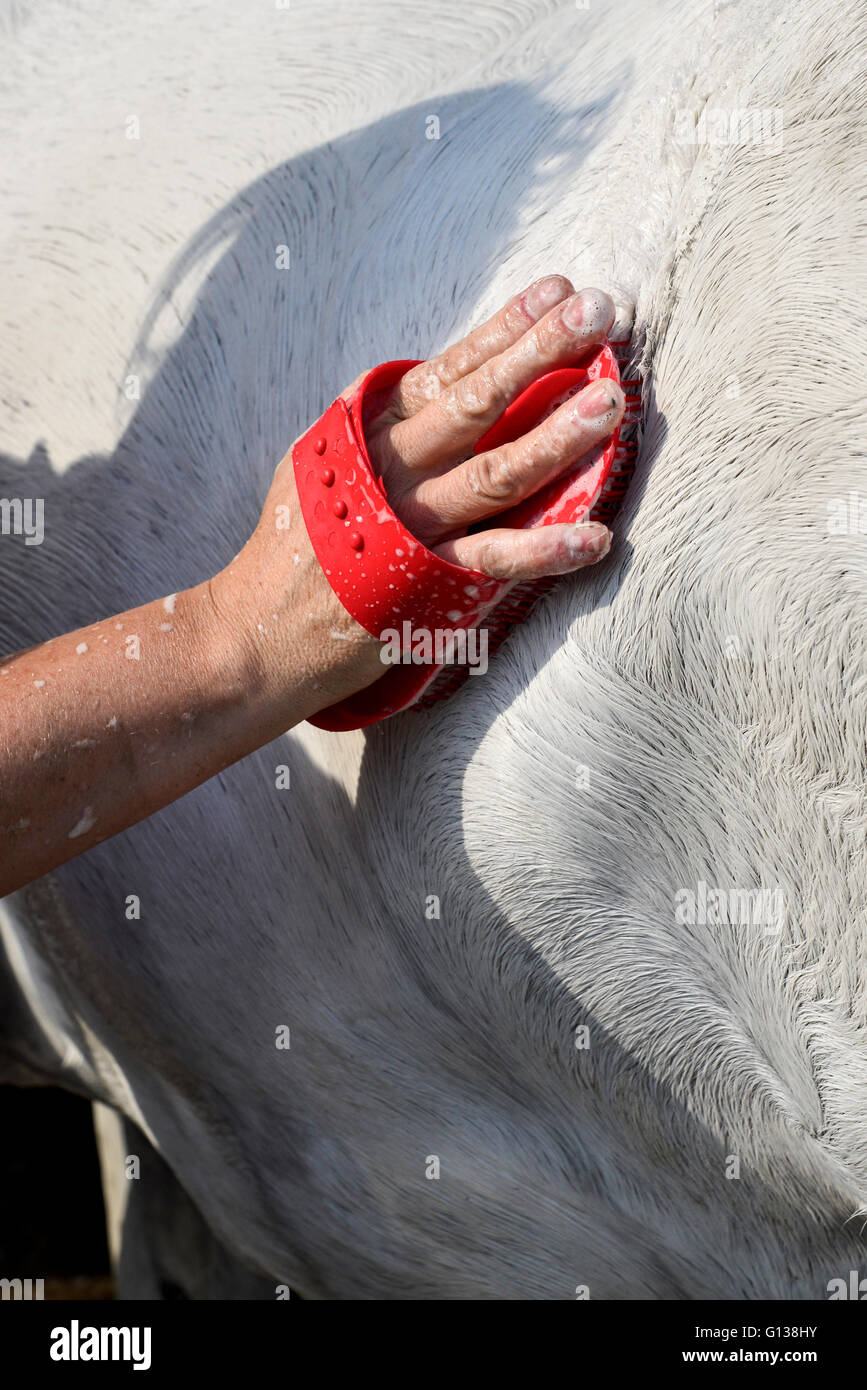 Das Fell eines grauen Pferdes in Frühlingssonne Shampoonieren. Stockfoto