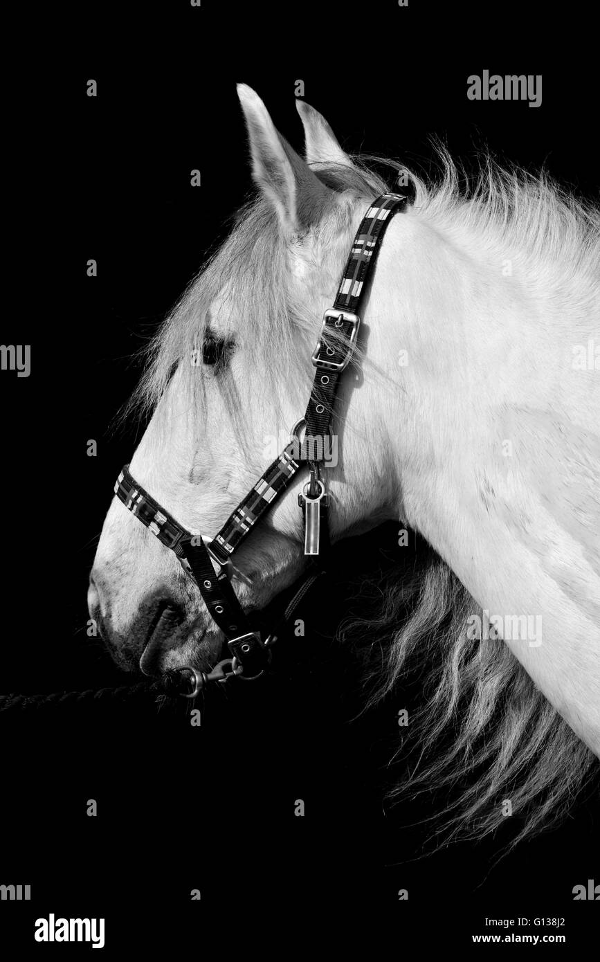 Grauschimmel Kopf Kragen mit dunklen kontrastierenden Hintergrund. Stockfoto