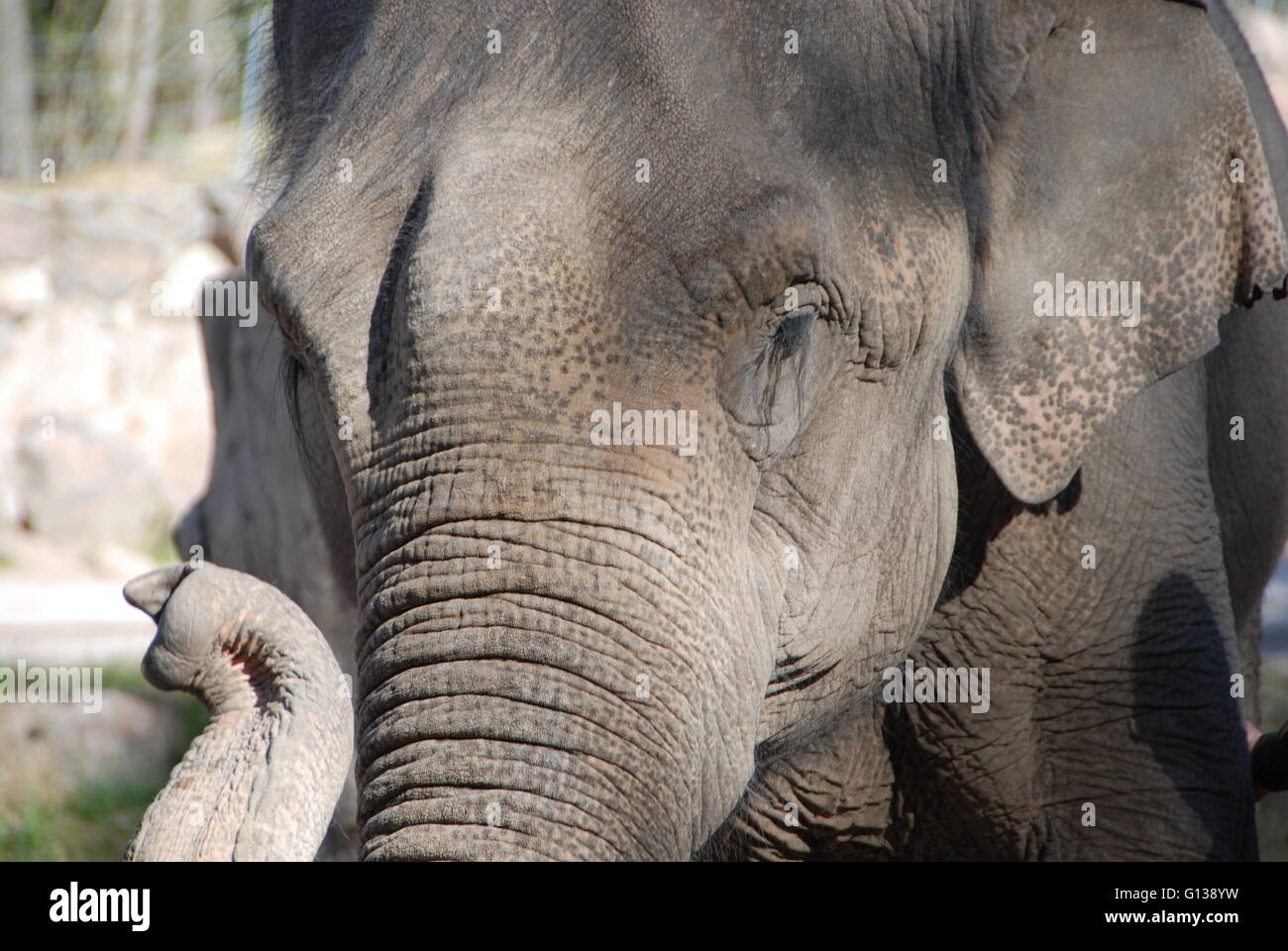 Elefant Falten Stockfoto