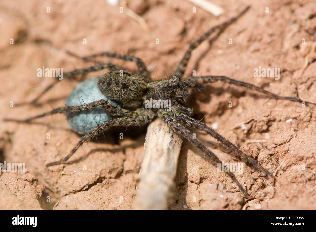 Wolfspinne (Pardosa SP.) weibliche mit Ei Sac. Blaue Seide mit Eiern mit Spinarets der Frau in Familie Lycosidae verbunden Stockfoto