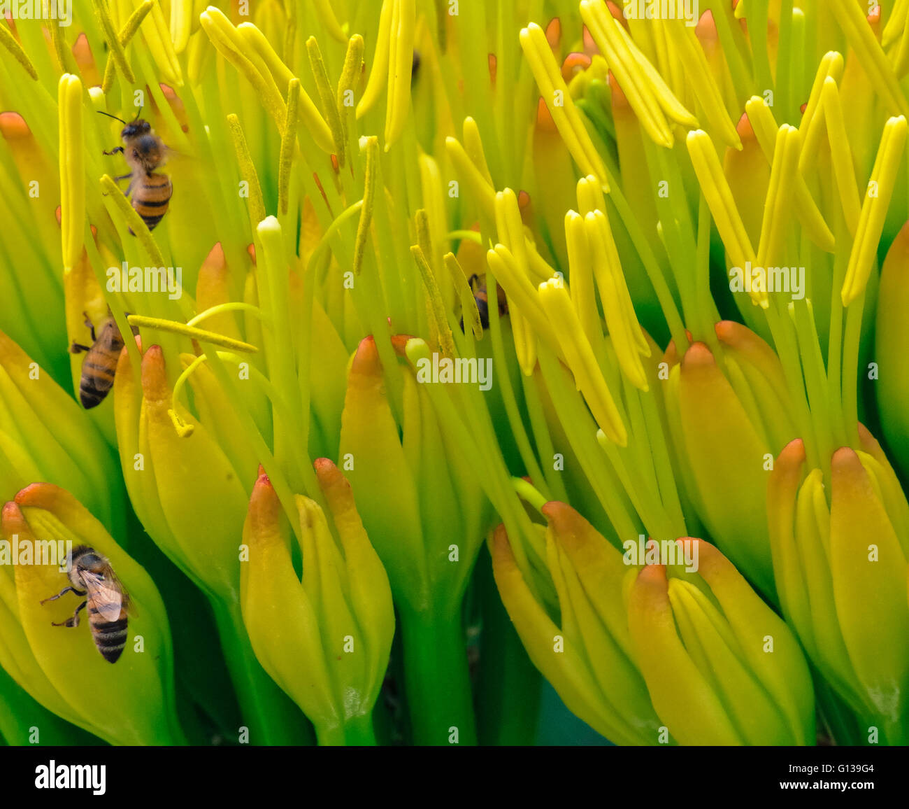 Arbeitsbienen auf gelben Blüten Stockfoto
