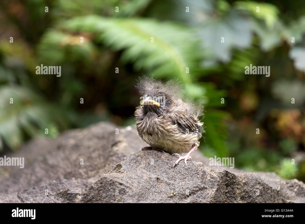 Dunkel-gemustertes Junco Vogel Küken thront auf einem Felsen in Oregon Stockfoto